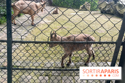 Ménagerie du Jardin des Plantes 2024 - nos photos - image00030