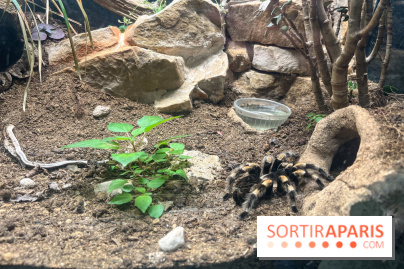 Ménagerie du Jardin des Plantes 2024 - nos photos