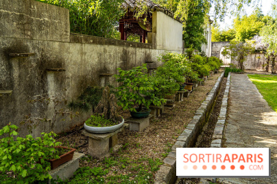 Jardin Yili, le jardin chinois caché dans les Yvelines -  bonsaï