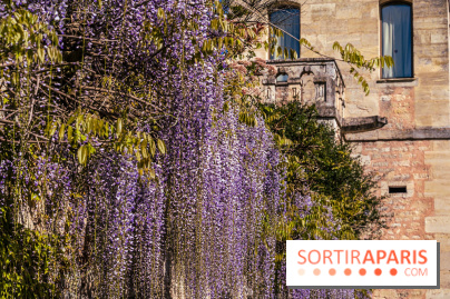 Village de Medan dans les Yvelines -  château de Medan - glycine