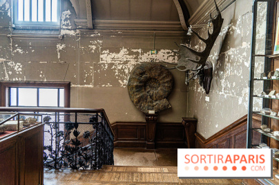 La Galerie de Paléontologie et d'Anatomie comparée du Muséum au Jardin des Plantes -  A7C7466