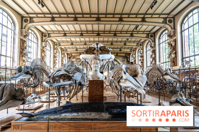 La Galerie de Paléontologie et d'Anatomie comparée du Muséum au Jardin des Plantes -  A7C7481