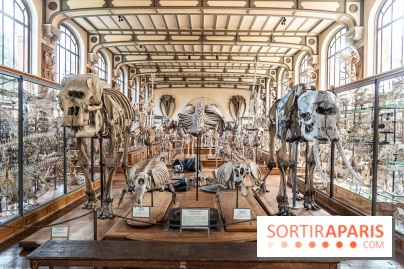 La Galerie de Paléontologie et d'Anatomie comparée du Muséum au Jardin des Plantes -  A7C7482