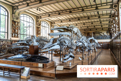La Galerie de Paléontologie et d'Anatomie comparée du Muséum au Jardin des Plantes