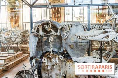 La Galerie de Paléontologie et d'Anatomie comparée du Muséum au Jardin des Plantes -  A7C7484