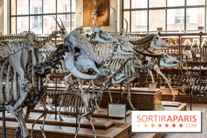 La Galerie de Paléontologie et d'Anatomie comparée du Muséum au Jardin des Plantes