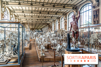 La Galerie de Paléontologie et d'Anatomie comparée du Muséum au Jardin des Plantes