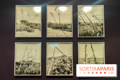 Natures vivantes : l'exposition photo qui met à l'honneur les jardins du musée Albert Kahn - photos