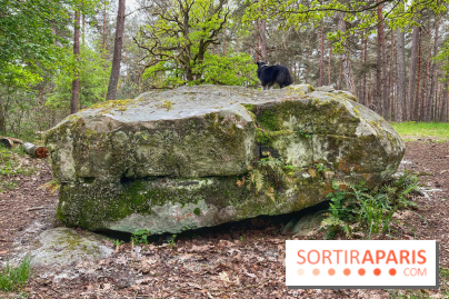 Dolmen de la Pierre Ardoue - IMG 0983