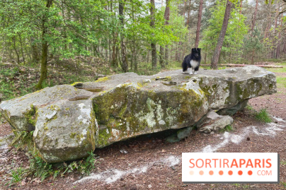 Dolmen de la Pierre Ardoue - IMG 0985