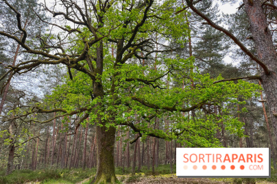 Dolmen de la Pierre Ardoue - IMG 0989