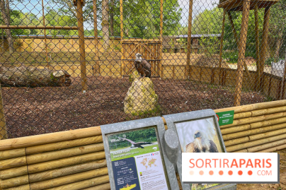 Fauconnier d'un jour - IMG 1379