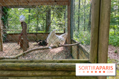 Fauconnier d'un jour - IMG 1404