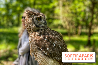 Fauconnier d'un jour - IMG 1419