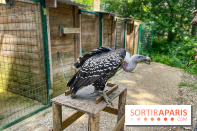 Fauconnier d'un jour - IMG 1449