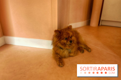 Casa del Doggo - IMG 1597