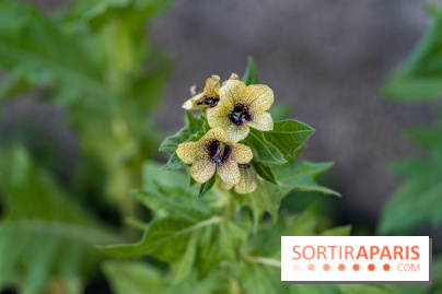 Maison Jean Cocteau à Milly-la-Forêt en Essonne - photos -  simples