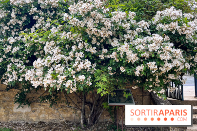 Potager-Fruitier de la Roche Guyon - nos photos - image00034
