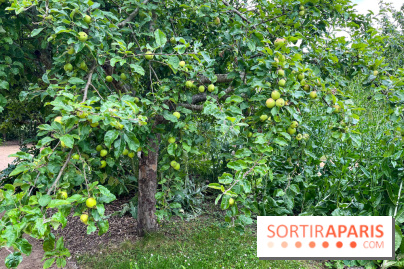 Potager-Fruitier de la Roche Guyon - nos photos - image00032