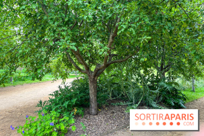 Potager-Fruitier de la Roche Guyon - nos photos - image00030