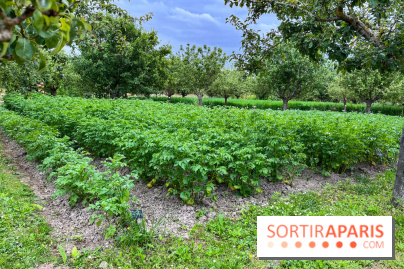 Potager-Fruitier de la Roche Guyon - nos photos - image00029