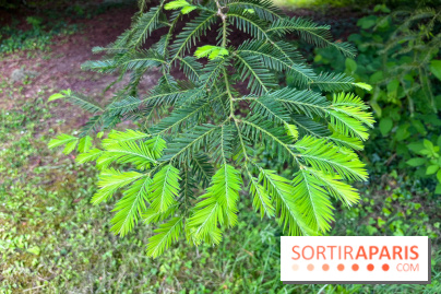 Arboretum de la Roche-Guyon - nos photos - image00004