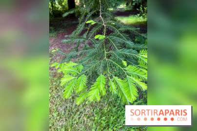 Arboretum de la Roche-Guyon - nos photos - image00006