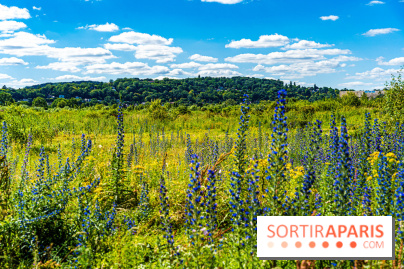 Le Parc du peuple de l'herbe dans les Yvelines - Étang de Galiotte - Carrières-sous-Poissy -  A7C7488