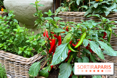 Le Potager, Roch Hotel & Spa - Potager