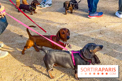 Paris Sausage Walk 2024 : la marche des teckels de retour dans la capitale - image00008