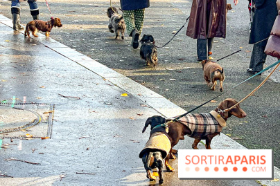 Paris Sausage Walk 2024 : la marche des teckels de retour dans la capitale - image00019