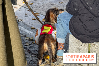Paris Sausage Walk 2024 : la marche des teckels de retour dans la capitale