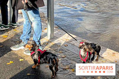 Paris Sausage Walk 2024 : la marche des teckels de retour dans la capitale