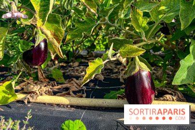 Les Saveurs du Potager du Roi à Versailles : marché de fruits & légumes, expositions et animations - image00011