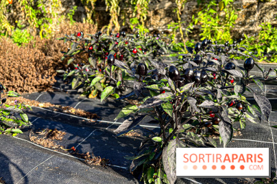Les Saveurs du Potager du Roi à Versailles : marché de fruits & légumes, expositions et animations - image00017