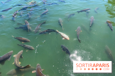 Etang aux carpes et barques - nos photos - image00032