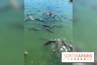 Etang aux carpes et barques - nos photos - image00030