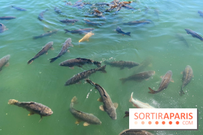 Etang aux carpes et barques - nos photos - image00031