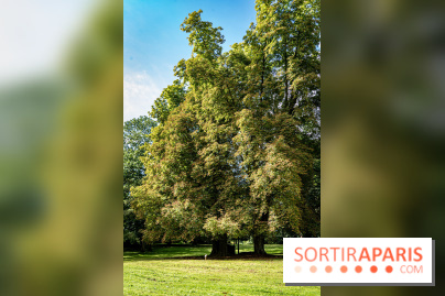 Le désert de Retz, le parc anglo-chinois insolite dans les Yvelines -  A7C2134