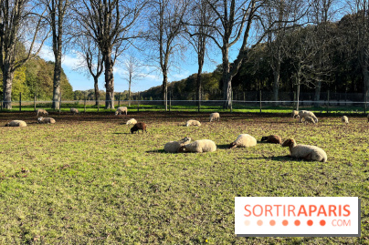 La Fête de la Citrouille - nos photos - image00013