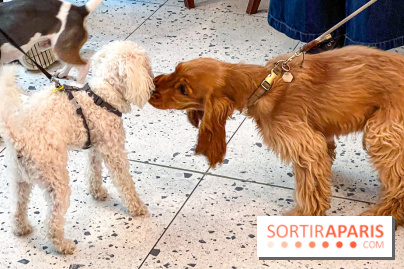Le Doggy Brunch : le brunch gourmand entre chiens et maîtres à l'hôtel Kimpton Saint Honoré Paris