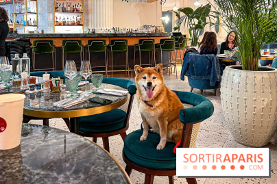 Le Doggy Brunch : le brunch gourmand entre chiens et maîtres à l'hôtel Kimpton Saint Honoré Paris - image00013