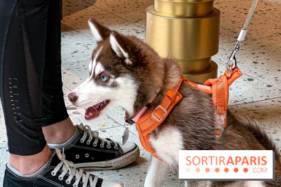 Le Doggy Brunch : le brunch gourmand entre chiens et maîtres à l'hôtel Kimpton Saint Honoré Paris