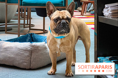 Le Doggy Brunch : le brunch gourmand entre chiens et maîtres à l'hôtel Kimpton Saint Honoré Paris