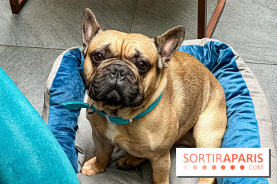 Le Doggy Brunch : le brunch gourmand entre chiens et maîtres à l'hôtel Kimpton Saint Honoré Paris - image00050