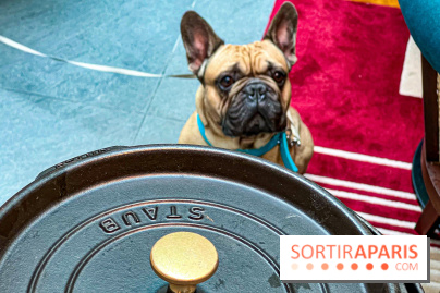 Le Doggy Brunch : le brunch gourmand entre chiens et maîtres à l'hôtel Kimpton Saint Honoré Paris