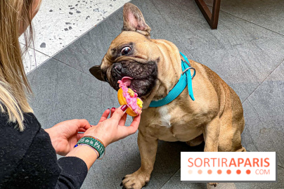 Le Doggy Brunch : le brunch gourmand entre chiens et maîtres à l'hôtel Kimpton Saint Honoré Paris - image00064