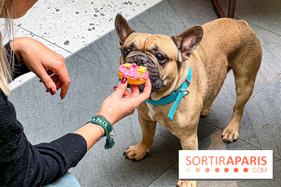 Le Doggy Brunch : le brunch gourmand entre chiens et maîtres à l'hôtel Kimpton Saint Honoré Paris - image00065