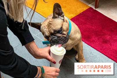 Le Doggy Brunch : le brunch gourmand entre chiens et maîtres à l'hôtel Kimpton Saint Honoré Paris - image00067