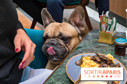 Le Doggy Brunch : le brunch gourmand entre chiens et maîtres à l'hôtel Kimpton Saint Honoré Paris - image00068